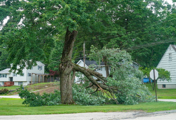 Best Emergency Storm Tree Removal  in Tignall, GA